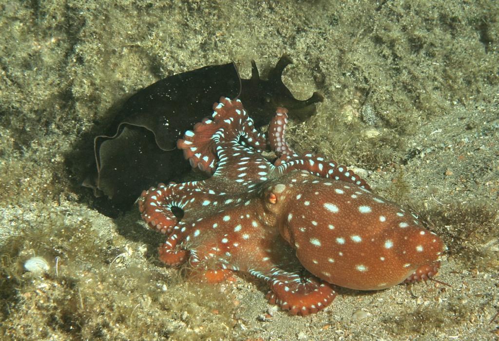 Octopus macropus attacca Aplysia depilans